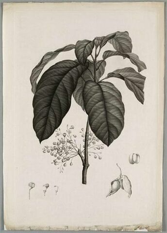 Etude d'une plante : Sterculia Monosperma