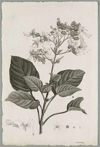 Etude d'une plante : Clerodendrum Viscosum