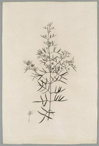 Branche fleurie : Boronia Pinnata