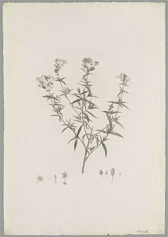 Branche fleurie : Nemesia Foetens