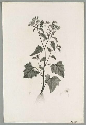 Plante fleurie : Cineraria Ramentosa