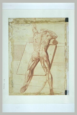 Ecorché d'homme, allongé sur une table, image 2/2