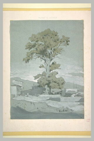 Vostizza (Aegion), le sycomore du village, image 2/2