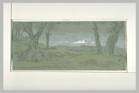 Corfou, paysage aux oliviers