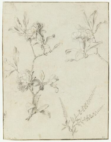 Trois études de fleurs et croquis de feuille