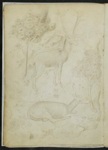 Cerf et une biche dans un paysage