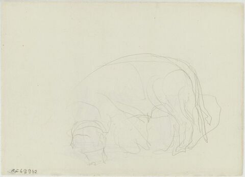 Croquis de taureau, broutant