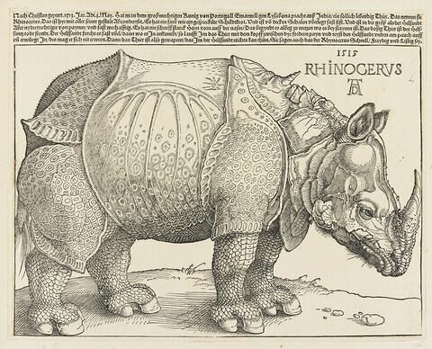 Rhinocéros