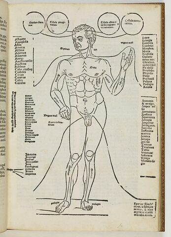 Tractatus septimus. De egritudinibus particularibus.