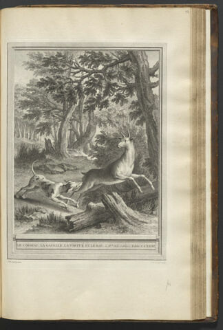 Le corbeau, la gazelle, la tortue et le rat
