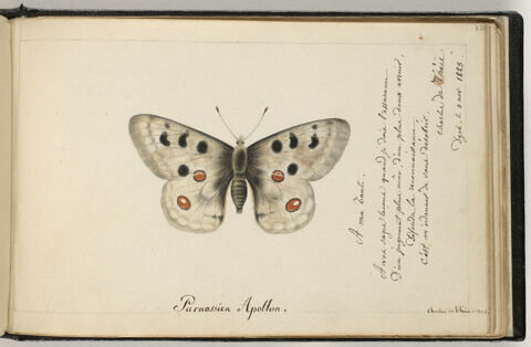 Papillon