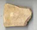 ostracon, image 2/2