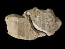 ostracon, image 1/2