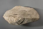 ostracon figuré, image 2/6