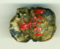scarabée à ventre détaillé, image 2/2
