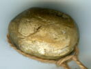 scarabée, image 2/2