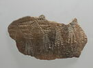 vase  ; racloir, image 1/2