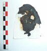 mule ; fragment, image 1/3