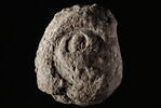 bouchon d'amphore, image 3/3