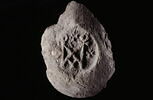 bouchon d'amphore, image 3/3