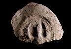 bouchon d'amphore, image 1/3