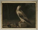 Un oiseau de proie ; fond de paysage, image 1/2