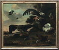 Aigles attaquant des poules, image 2/2