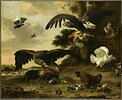 Aigles attaquant des poules, image 1/2