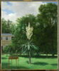 Le Yucca gloriosa, fleuri en 1844 dans le parc de Neuilly, image 1/2