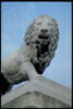 Lion, image 10/11