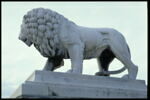 Lion, image 11/11