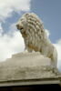 Lion, image 3/11