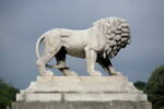 Lion, image 8/10