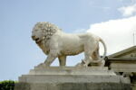 Lion, image 1/10