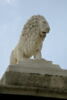 Lion, image 3/10