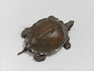 Tortue, image 3/4