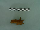 fibule, image 2/3