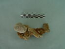 clef, image 2/3