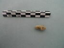 clou, fragment, image 3/3