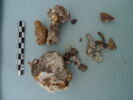 nodule ; tole, image 3/3