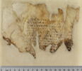 feuillet de codex ; fragment, image 1/2