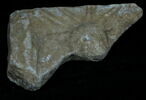 Stèle votive à Saturne (fragment), image 1/2