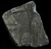 Stèle votive à Saturne (fragment), image 1/2