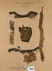 bande décorative d'habillement ; orbiculus ; fragments, image 1/3