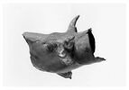 rhyton ; vase plastique, image 3/3