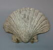 coquillage, image 1/2