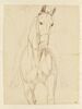Partie antérieure d'un cheval et indication du cavalier, vus de face, image 1/2