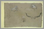 Etudes de cornes et autres études, image 2/2