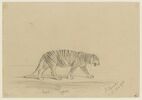 Tigre royal, image 1/2