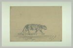 Tigre royal, image 2/2